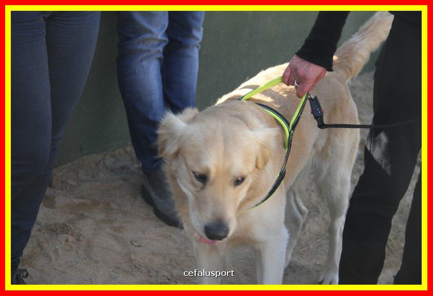 180311 mostra_canina 019.jpg